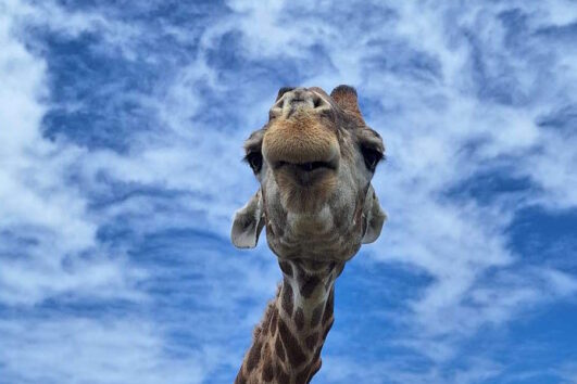 Meet & Greet with Abby the Giraffe