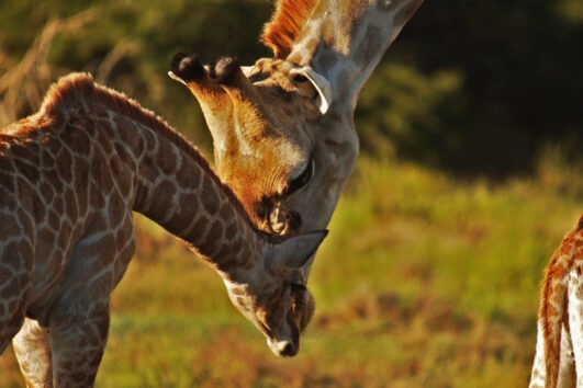 Schotia in the morning & on foot to see the giraffes - the giants of the wilderness