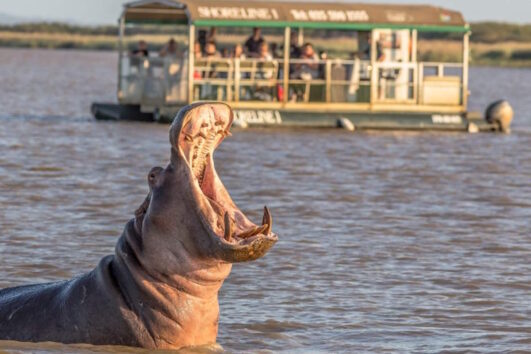 Hippopotamus/Crocodile Cruise with Leisure Time