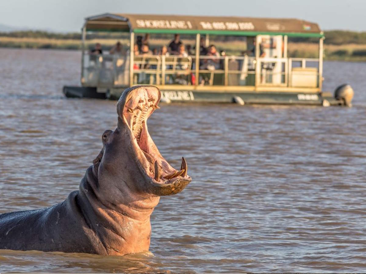 Hippopotamus Crocodile Cruise Hippopotamus Crocodile Cruise
