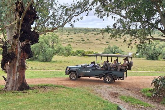 Privates Big 5 Game Reserve Amakhala