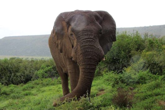Addo Elephant Park