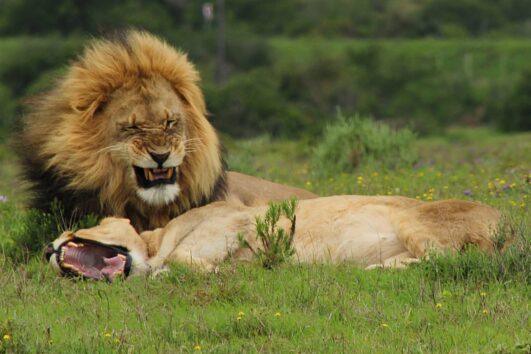 Safari im privaten Big 5 Game Reserve Amakhala