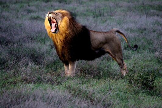 Safari im privaten Big 5 Game Reserve “Schotia”