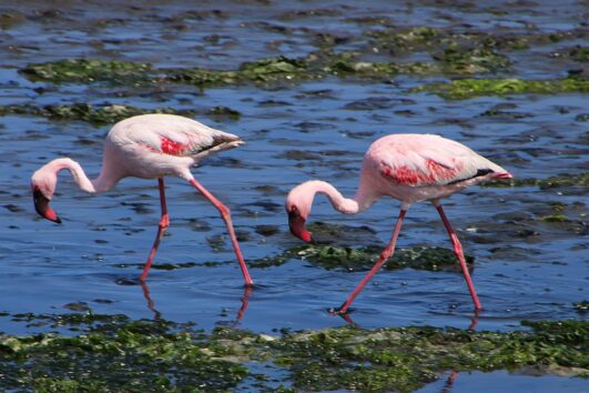 Die Highlights von Walvis Bay & Umgebung exklusiv erleben