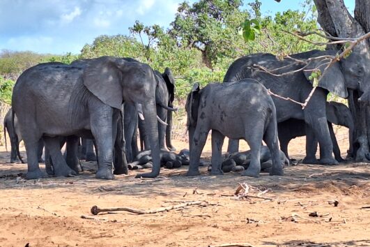 Safari im Addo Elephant Nationalpark