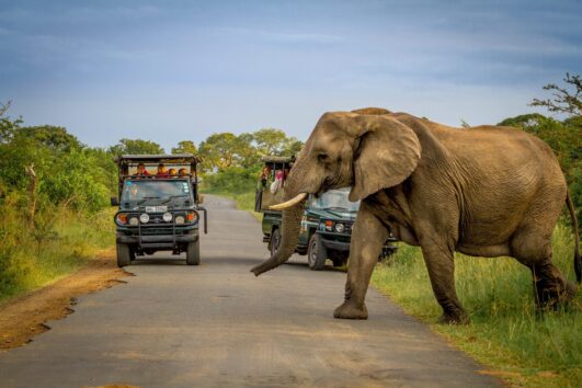 Hluhluwe-Imfolozi Big 5 Safari - Full Day