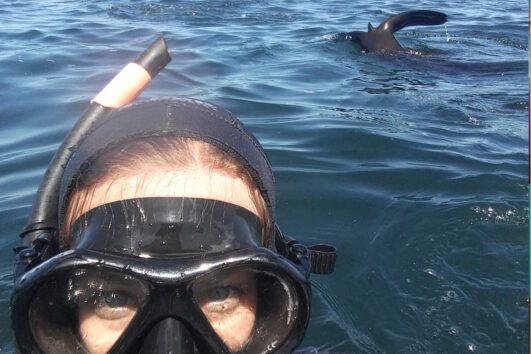 Swimming and snorkelling with the seals (currently not included)